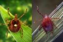 Two images, both showing two ticks on blades of grass. The tick on the left is an Asian longhorned tick. The tick on the right, with a dot on its back, is a lone star tick.